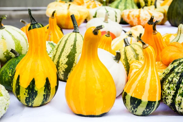 Colorful pumpkins — Stock Photo, Image