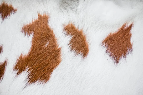 Fur texture — Stock Photo, Image