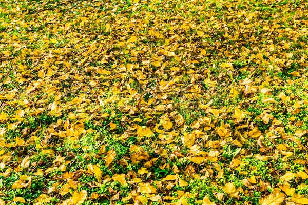 Cadute foglie autunnali — Foto Stock