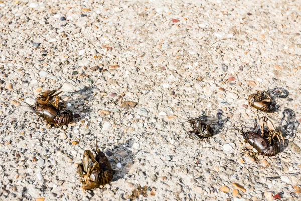 Crayfish on dry — Stock Photo, Image