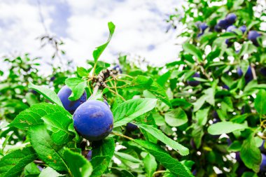 aşırı büyümüş erik ağacı