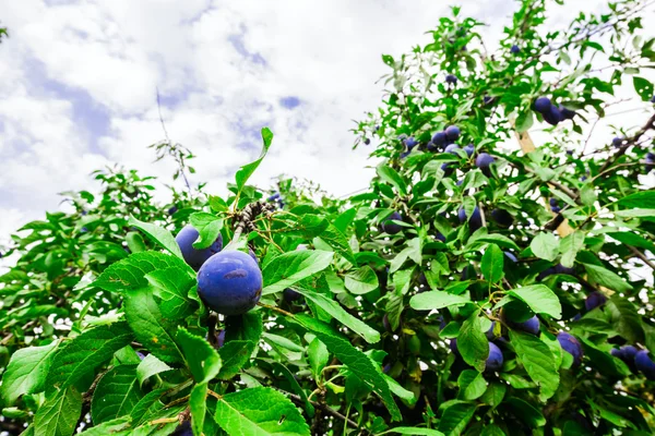 Overgrown plum tree — Stock Photo, Image
