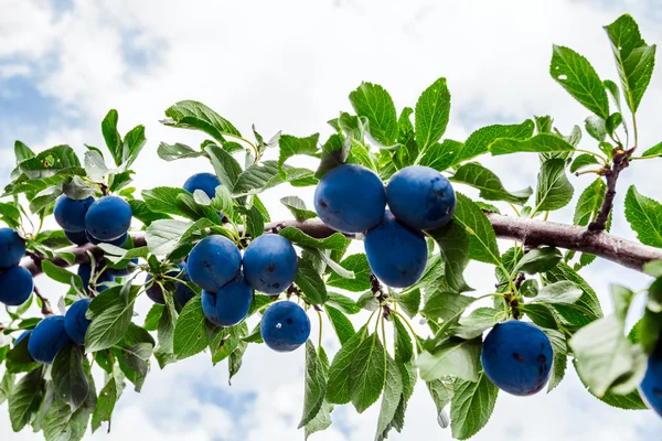 Igenvuxna plommonträd — Stockfoto