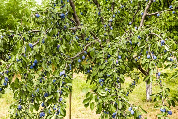 Igenvuxna plommonträd — Stockfoto