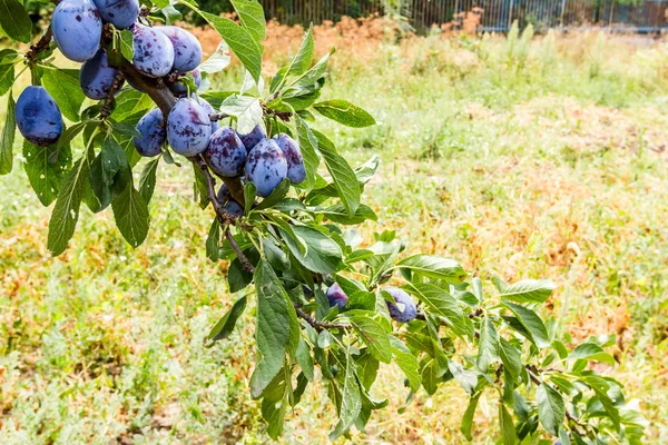 Igenvuxna plommonträd — Stockfoto