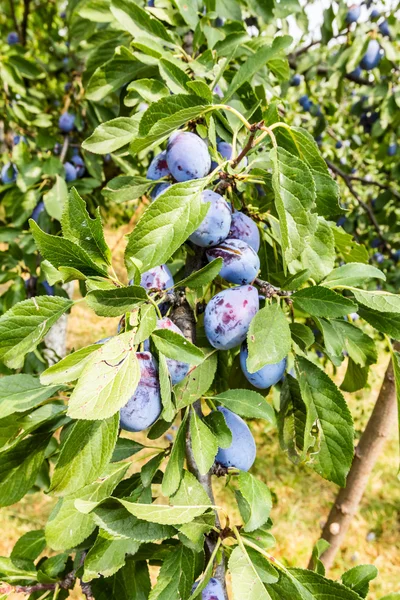 Pflaumenbaum überwuchert — Stockfoto