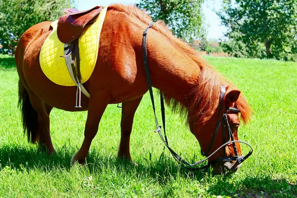Paard met zadel trimmen gras in veld — Stockfoto