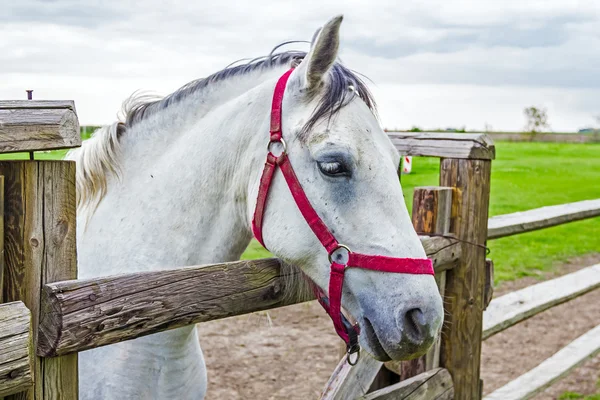 Häst i pen — Stockfoto