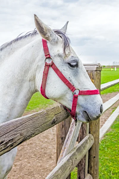 Koń w pióro — Zdjęcie stockowe