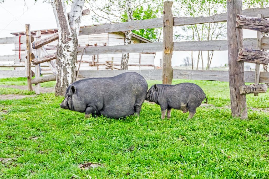 Family of Vietnamese pigs
