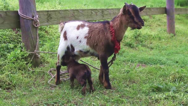Jonge geit met haar moeder geit — Stockvideo