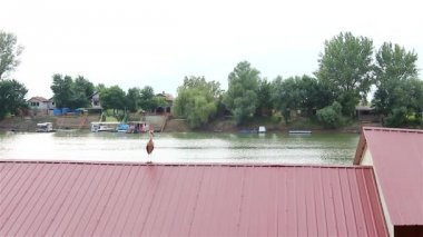 Beyaz leylek