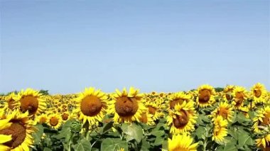 Ayçiçeği Rüzgar ve mavi gökyüzü üzerinde