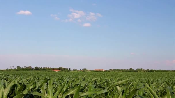 Кукурудзяне поле — стокове відео