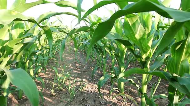 Kukorica a területen — Stock videók