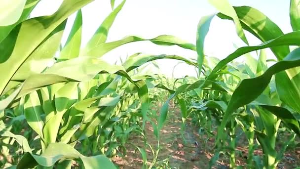 Кукурузное поле — стоковое видео