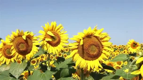 Sonnenblumen bei Wind und blauem Himmel — Stockvideo