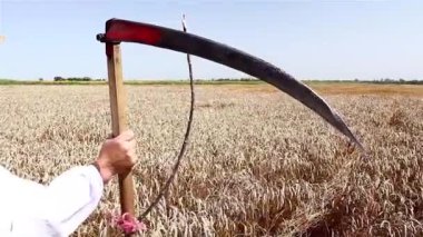 Çiftçi hasat için tırpan ile hazırlanıyor