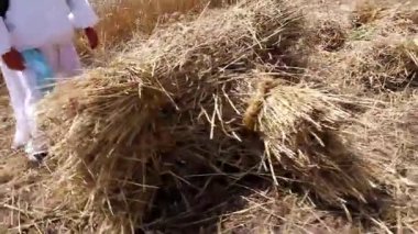çiftçiler buğday tırpan ile kesme