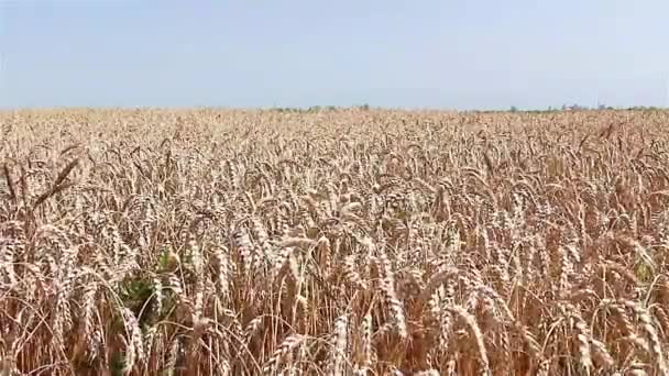 Campo de trigo y cielo azul — Vídeo de stock