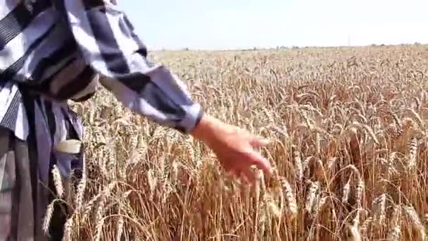 Old hand in wheat field