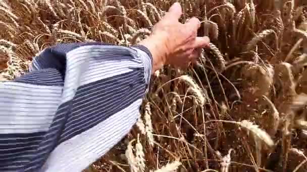 Mano vieja en campo de trigo — Vídeos de Stock