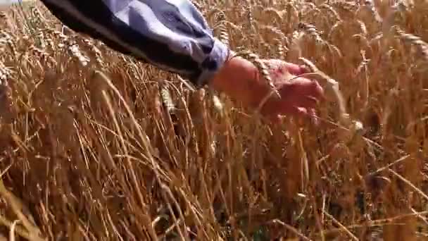 Old hand in wheat field — Stock Video