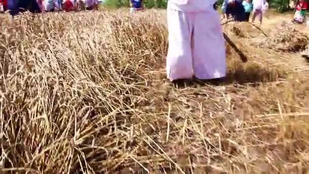 Fazendeiro corte de trigo com foice — Vídeo de Stock