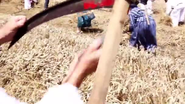 Farmer is preparing for harvest with scythe — Stock Video