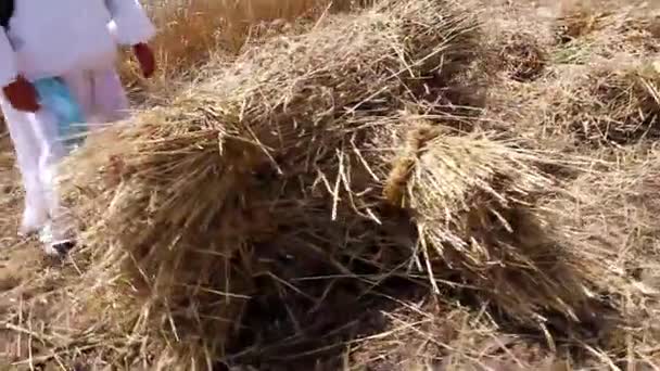 Agricultores cortando trigo com foice — Vídeo de Stock