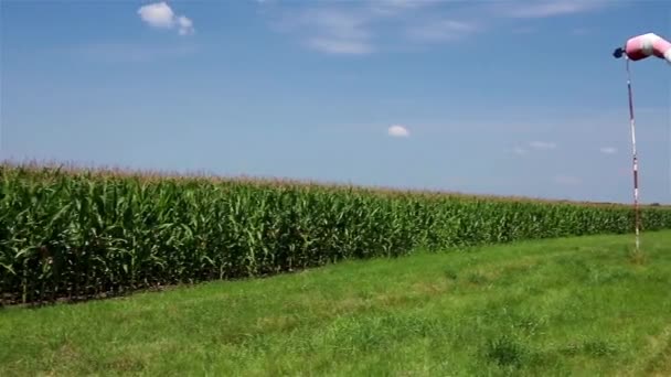 Campo de maíz — Vídeo de stock