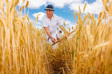 Muzlja, Voyvodina, Sırbistan, - 3 Temmuz 2021; XXVIII. Geleneksel buğday hasadı. Çiftçi buğdayı geleneksel kırsal alanda tırpanla elle biçiyor..