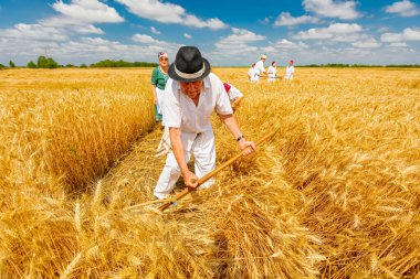 Muzlja, Voyvodina, Sırbistan, - 3 Temmuz 2021; XXVIII geleneksel buğday hasadı. Çiftçi geleneksel kırsal alanda buğdayı elle biçiyor..