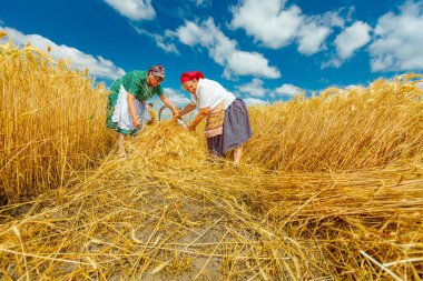 Muzlja, Voyvodina, Sırbistan, - 3 Temmuz 2021; Geleneksel olarak buğday hasatı Kadınlar buğday biçmek için orak kullanıyor.. 
