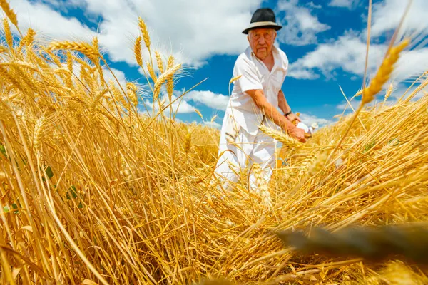 Muzlja Vojvodina Serbia July 2021 Xxxviii Traditionally Wheat Harvest — Stock Photo, Image