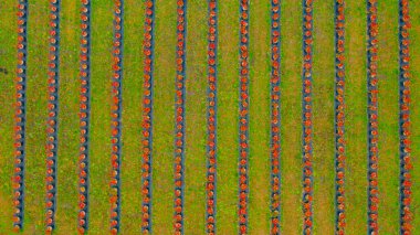 Yaban mersini tarlalarının, çiftliklerin, tarlaların üzerinde.