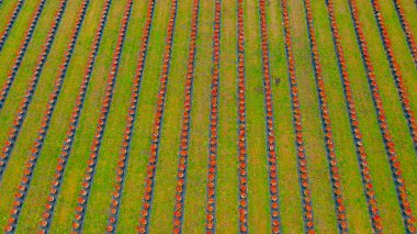 Yaban mersini tarlalarının, çiftliklerin, tarlaların üzerinde.