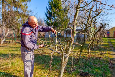 Çiftçi, meyve bahçesindeki meyve ağaçlarının dallarını erken ilkbaharda uzun kesiciler kullanarak buduyor..