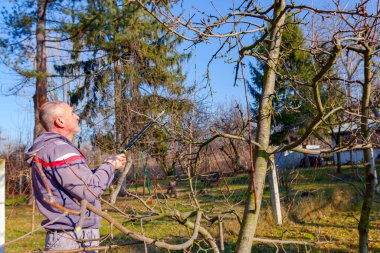 Çiftçi, meyve bahçesindeki meyve ağaçlarının dallarını erken ilkbaharda uzun kesiciler kullanarak buduyor..