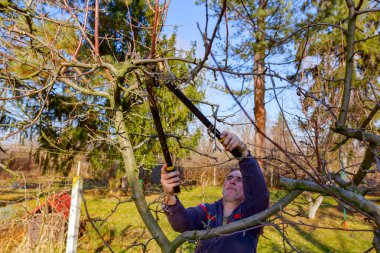 Çiftçi, meyve bahçesindeki meyve ağaçlarının dallarını erken ilkbaharda uzun kesiciler kullanarak buduyor..