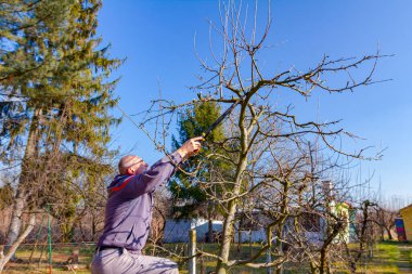 Çiftçi, meyve bahçesindeki meyve ağaçlarının dallarını erken ilkbaharda uzun kesiciler kullanarak buduyor..