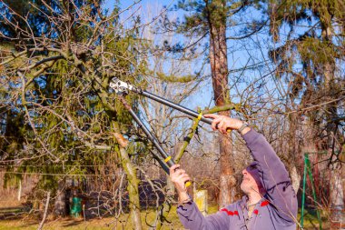 Çiftçi, meyve bahçesindeki meyve ağaçlarının dallarını erken ilkbaharda uzun kesiciler kullanarak buduyor..
