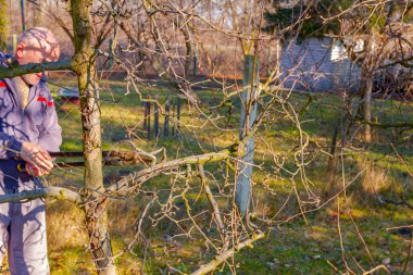 Çiftçi, meyve bahçesindeki meyve ağaçlarının dallarını erken ilkbaharda uzun kesiciler kullanarak buduyor..
