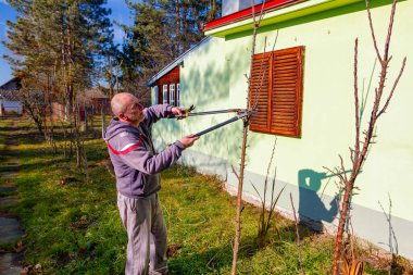 Çiftçi meyve bahçesindeki meyve ağaçlarının dallarını buduyor. İlkbaharın başlarında kır evinin yanında uzun kesiciler kullanıyor..