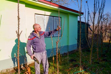 Kıdemli adam meyve bahçesindeki meyve dallarını buduyor. Baharın erken saatlerinde kesicilerle..