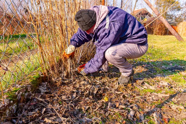 Jardineiro Com Luvas Proteção Suas Mãos Poda Ramos Vegetação Seca — Fotografia de Stock