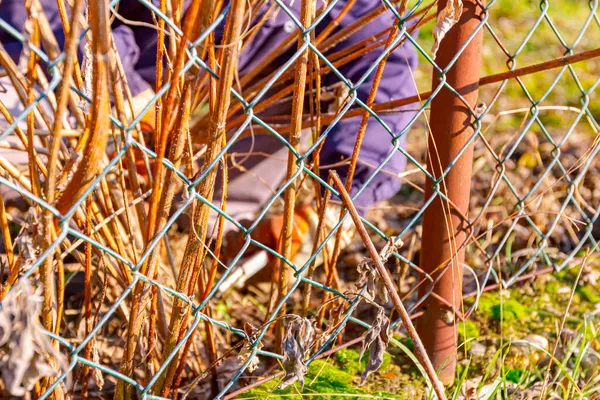 Vista Através Cerca Arame Jardineiro Com Luvas Proteção Suas Mãos — Fotografia de Stock
