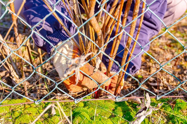 Vista Através Cerca Arame Jardineiro Com Luvas Proteção Suas Mãos — Fotografia de Stock