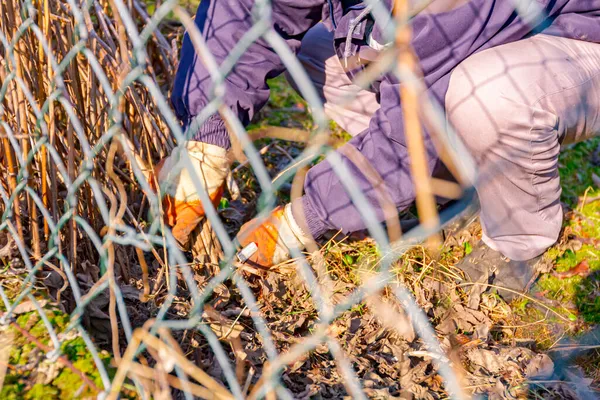 Vista Attraverso Recinzione Filo Metallico Sul Giardiniere Con Guanti Protettivi — Foto Stock