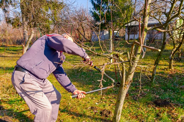 Agricultor Está Podando Ramos Árvores Frutíferas Pomar Usando Longos Loppers — Fotografia de Stock
